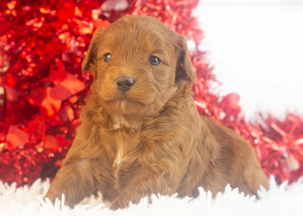 Minnie goldendoodle for sale.jpg