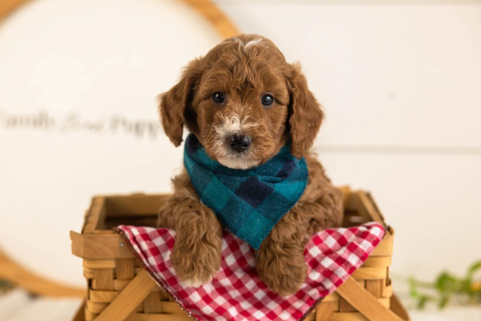 Kai goldendoodle for sale.jpg