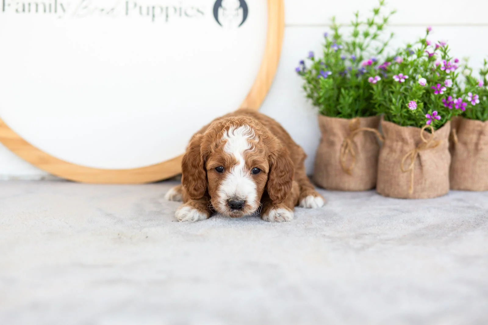 Peggy goldendoodle for sale(2).jpg