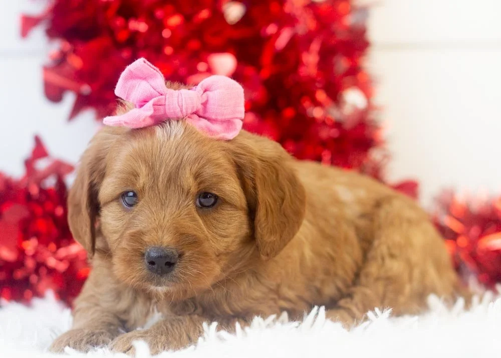 Lilac goldendoodle for sale.jpg