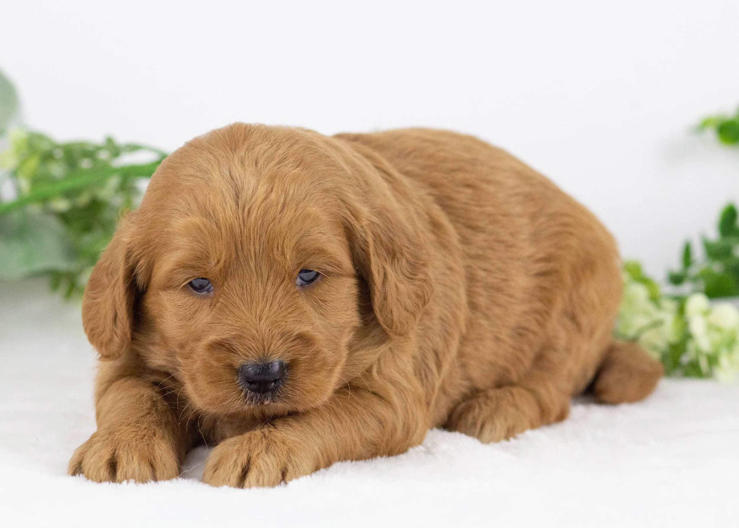 grizzly goldendoodle for sale(1).jpg