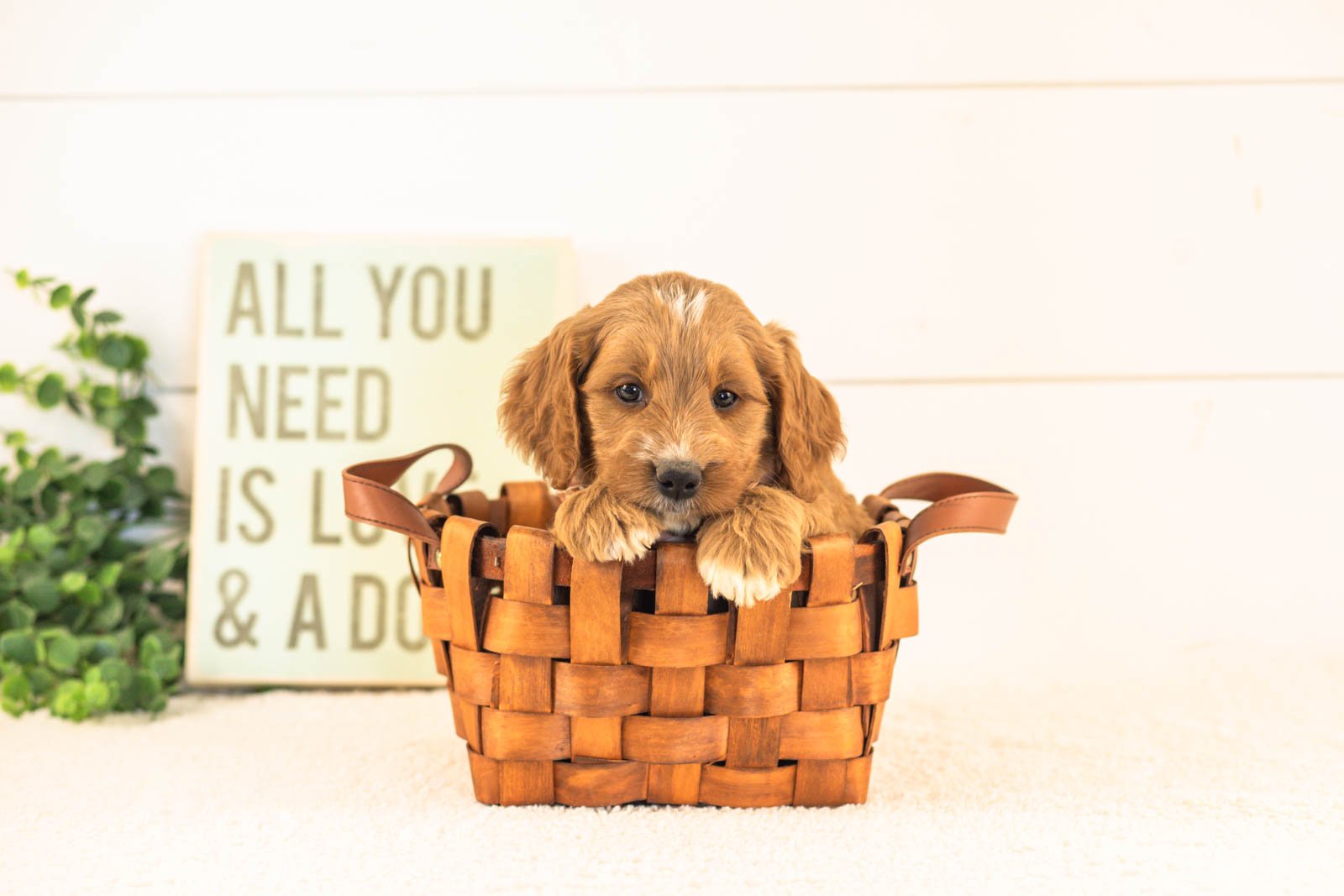 Otis goldendoodle for sale(3).jpg