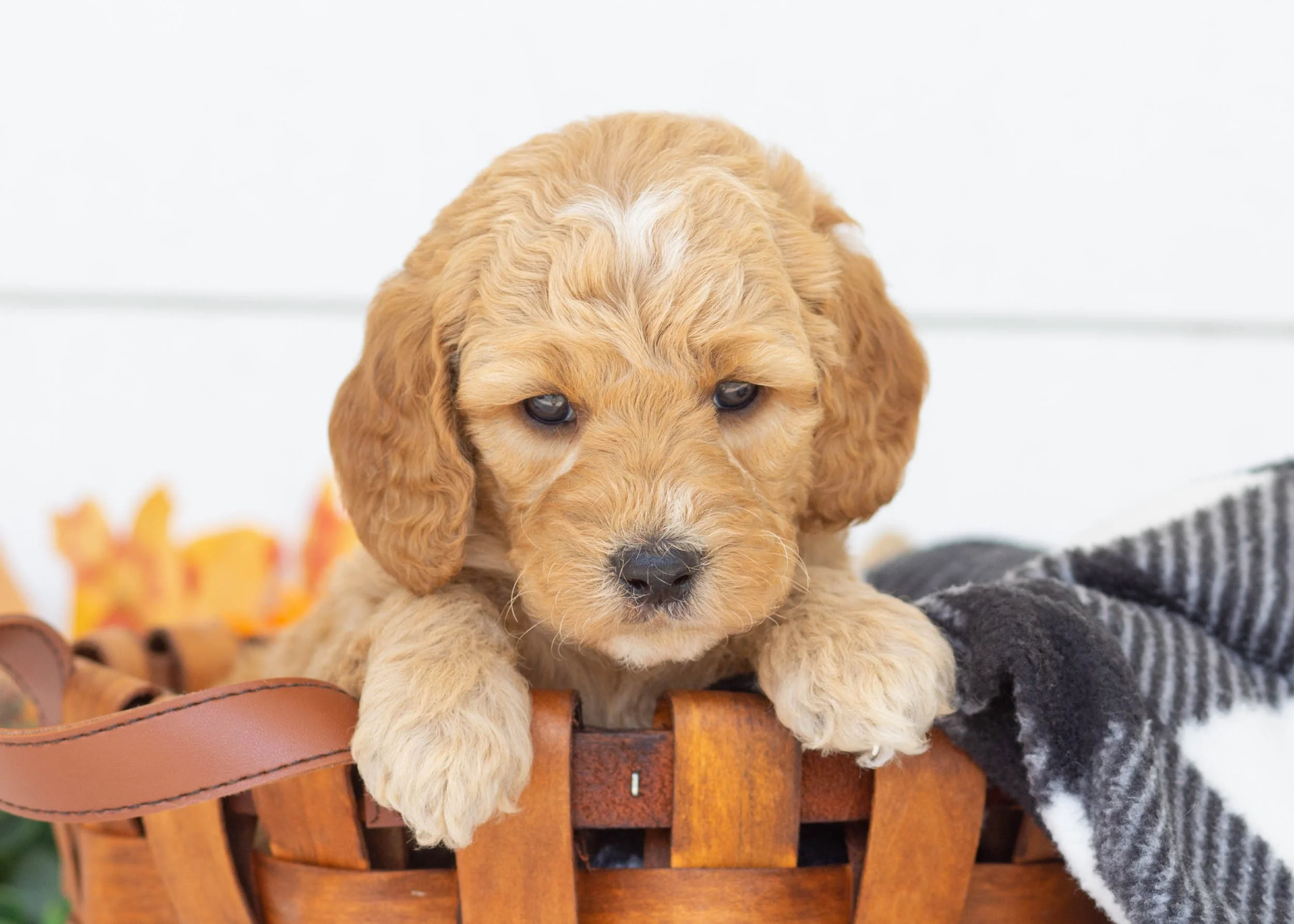 Par goldendoodle for sale(3).jpg
