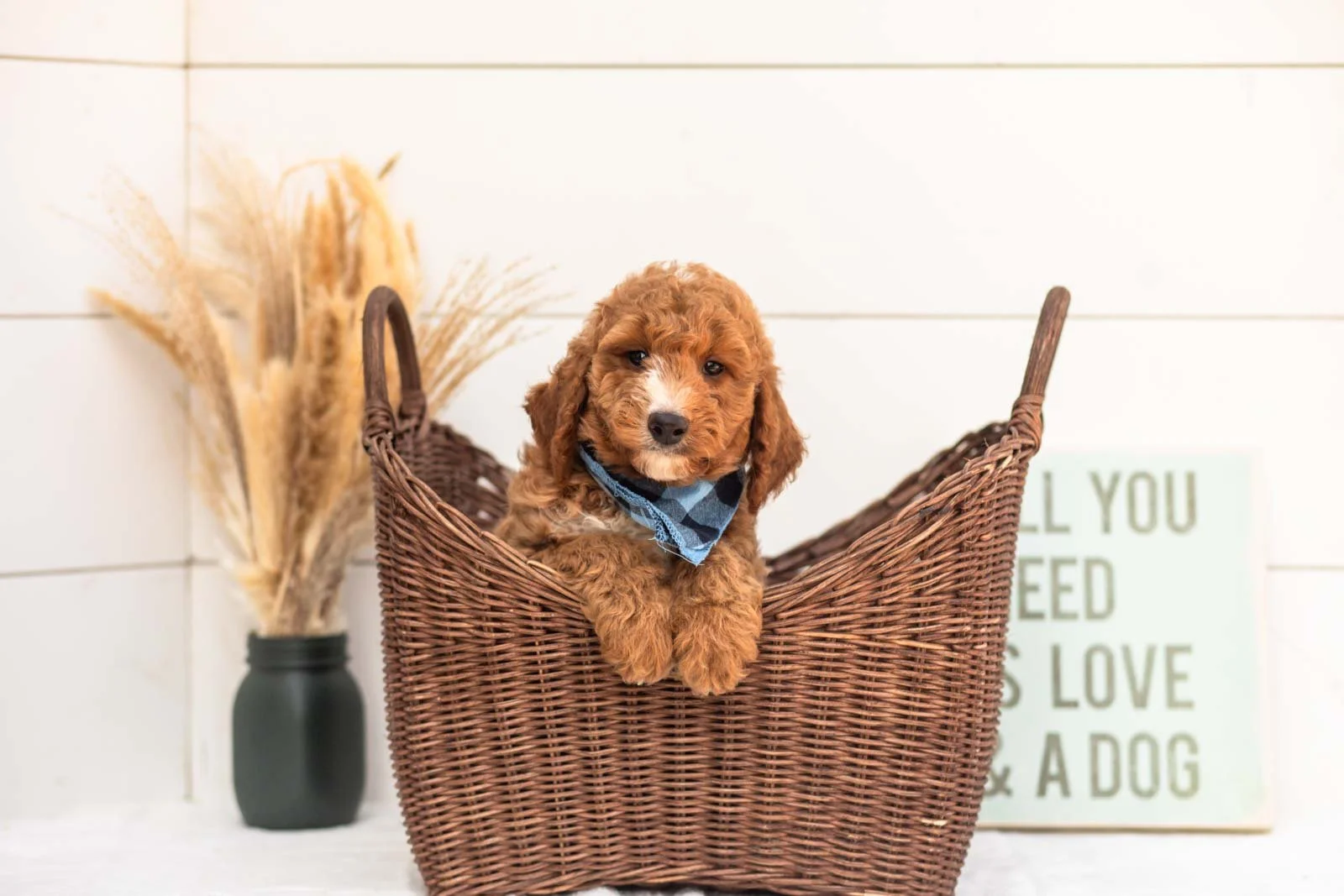 Guppy goldendoodle for sale(1).jpg