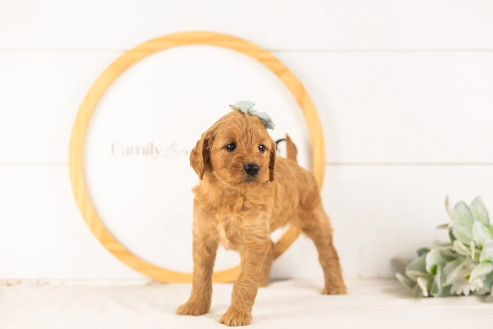 Seqoia goldendoodle for sale.(1).jpg