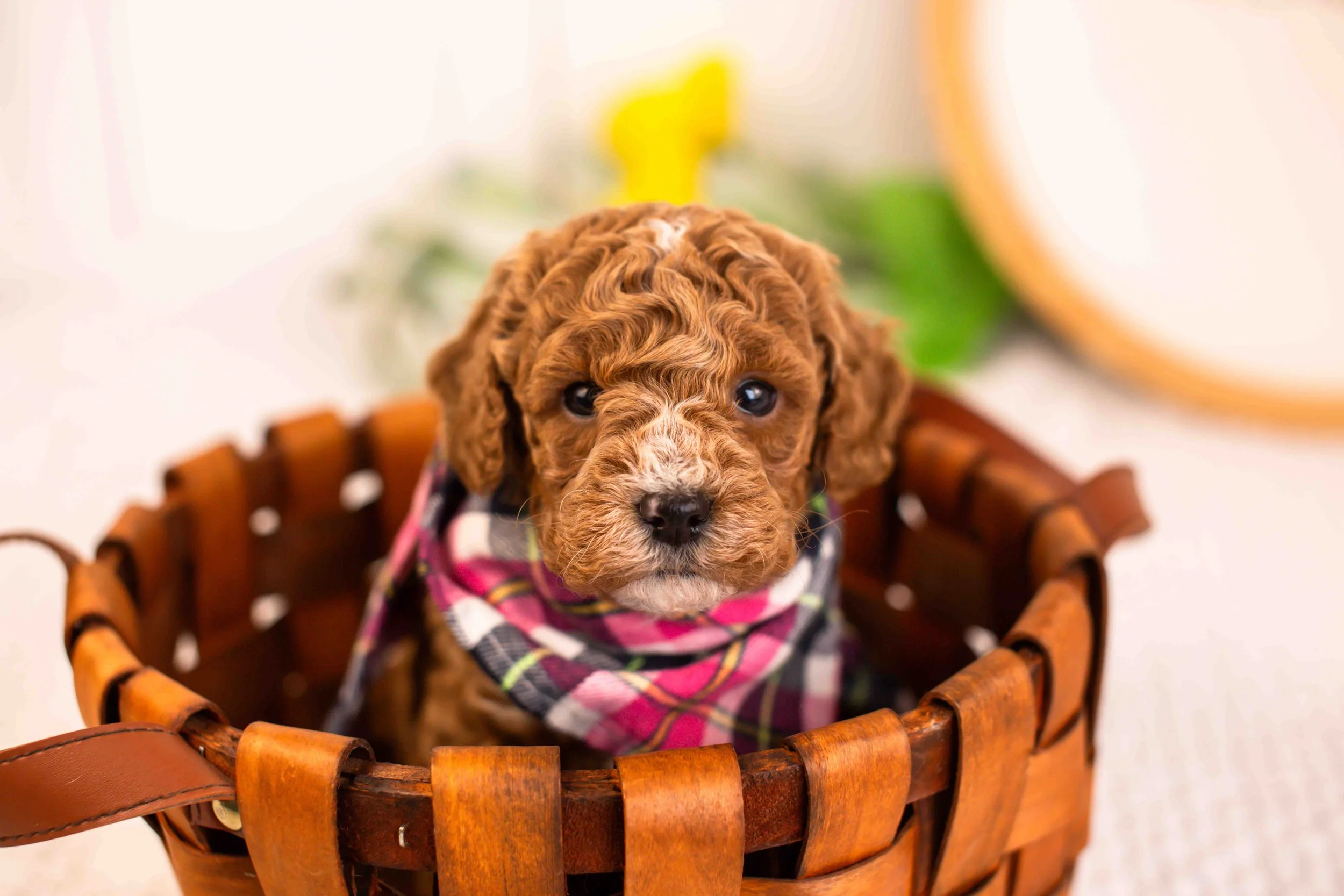miles goldendoodle for sale(3).jpg