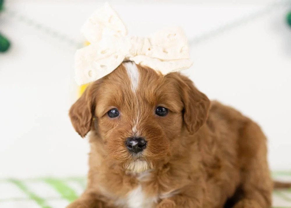 Karen goldendoodle for sale(3).jpg