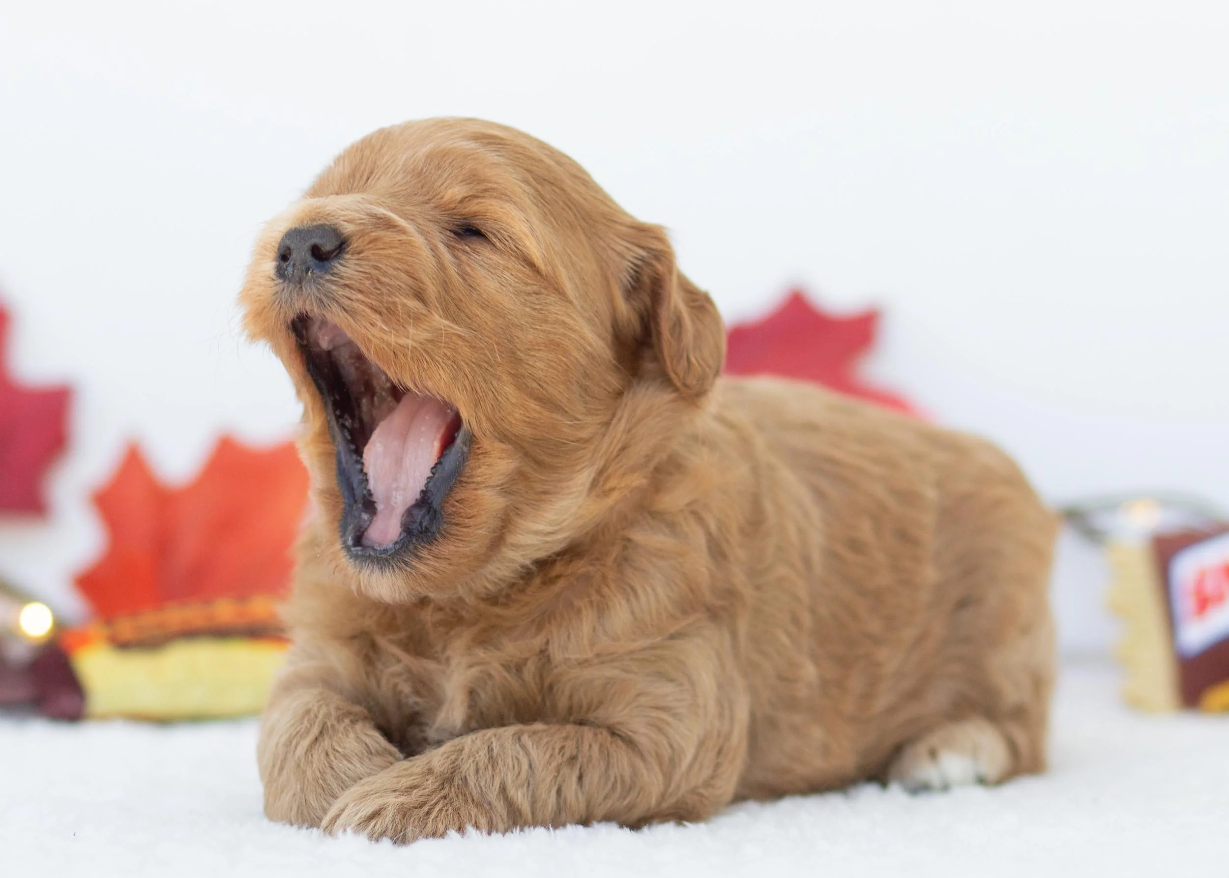 Snickers goldendoodle for sale(3).jpg