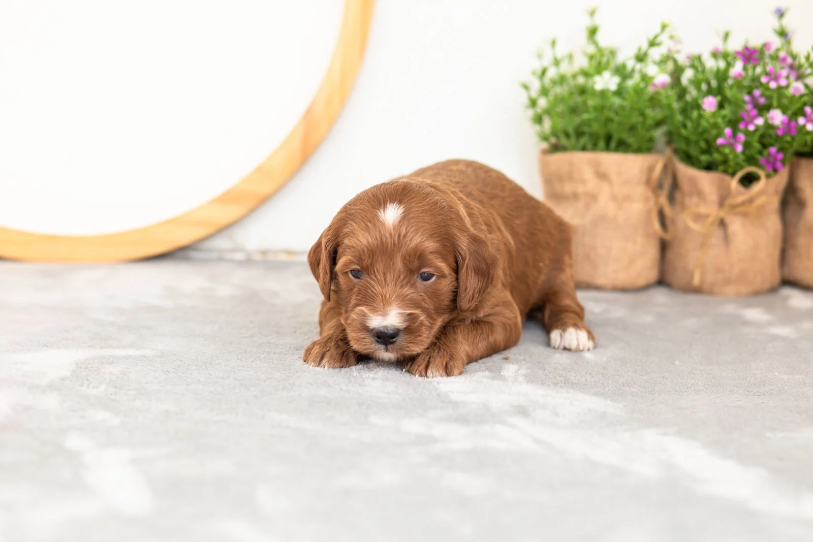 Jiggly goldendoodle for sale(2).jpg