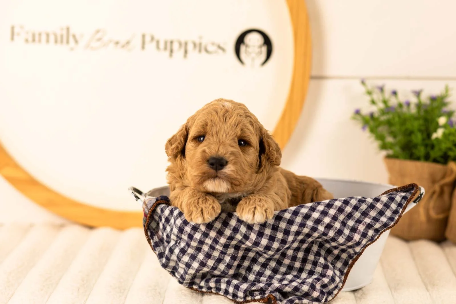 Ikia goldendoodle for sale(4).jpg