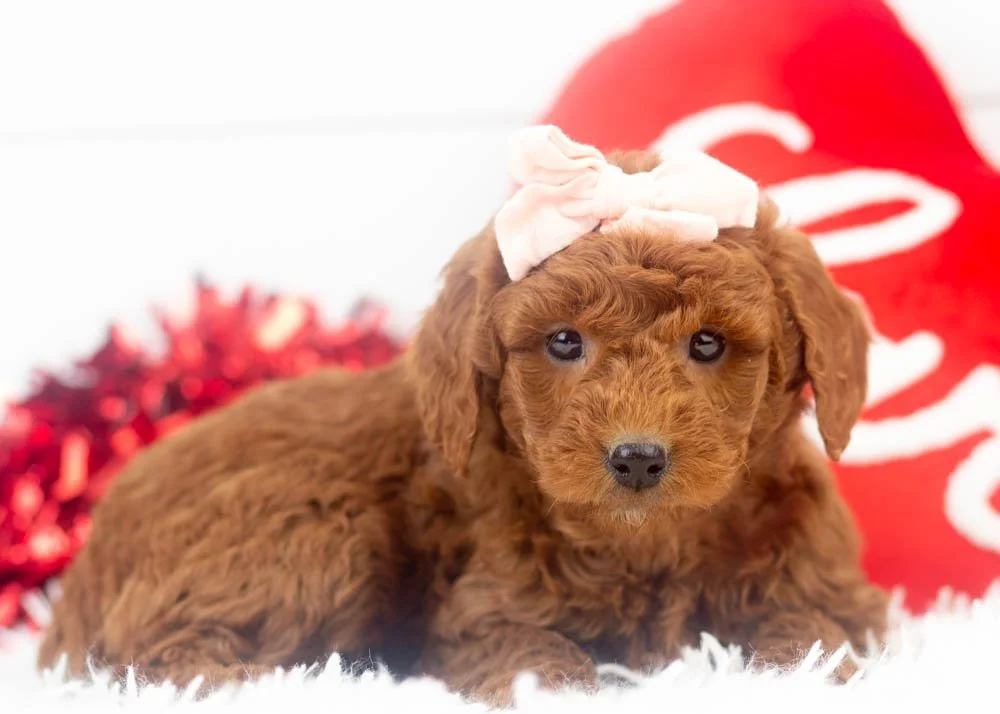 Leah goldendoodle for sale(3).jpg