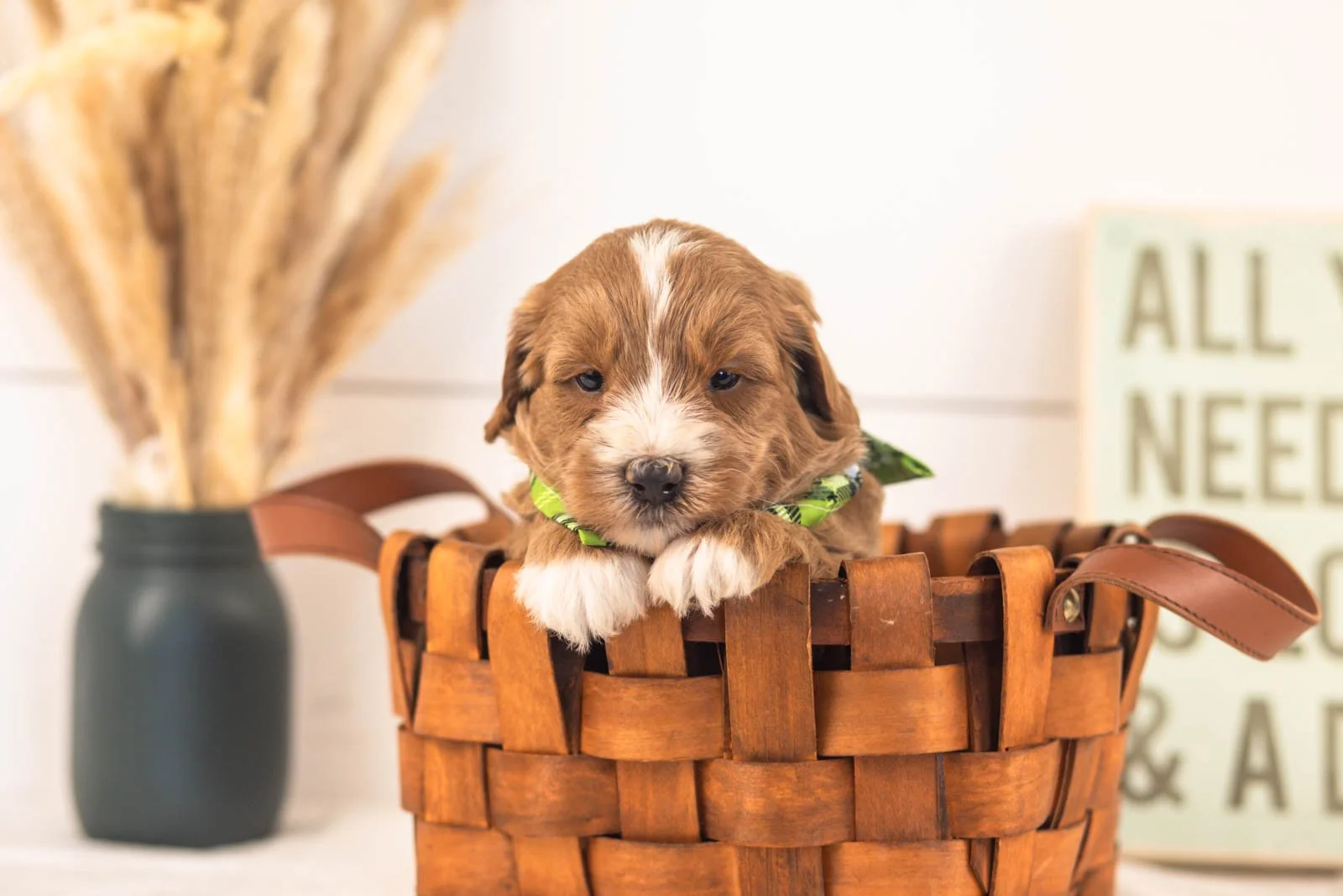 Westley goldendoodle for sale(2).jpg