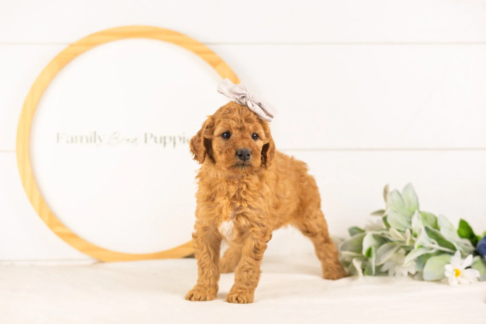 Savannah goldendoodle for sale(2).jpg