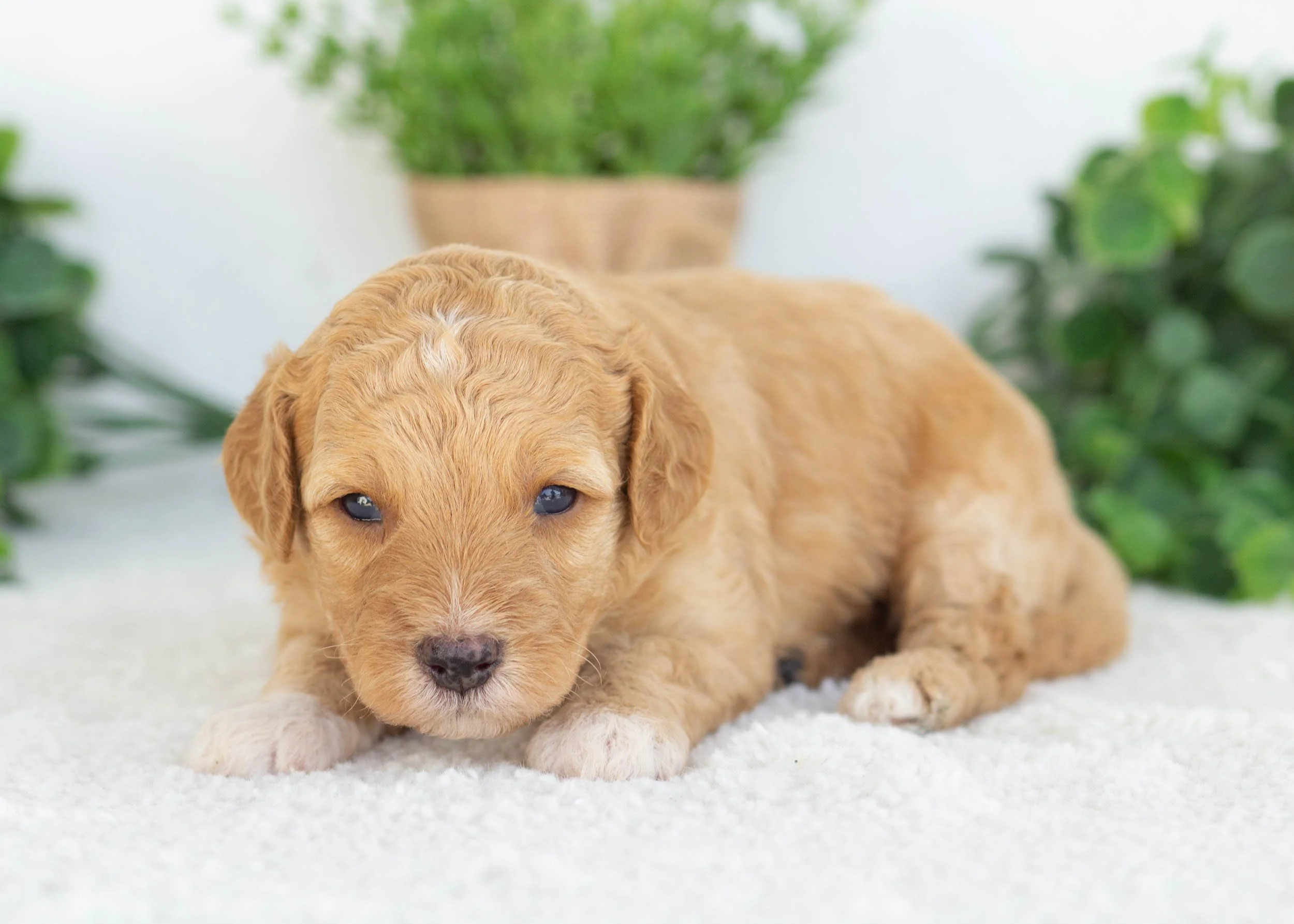 Charlie Goldendoodle for sale(1).jpg