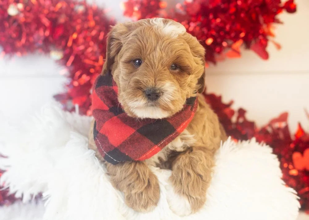 Brax goldendoodle for sale.jpg