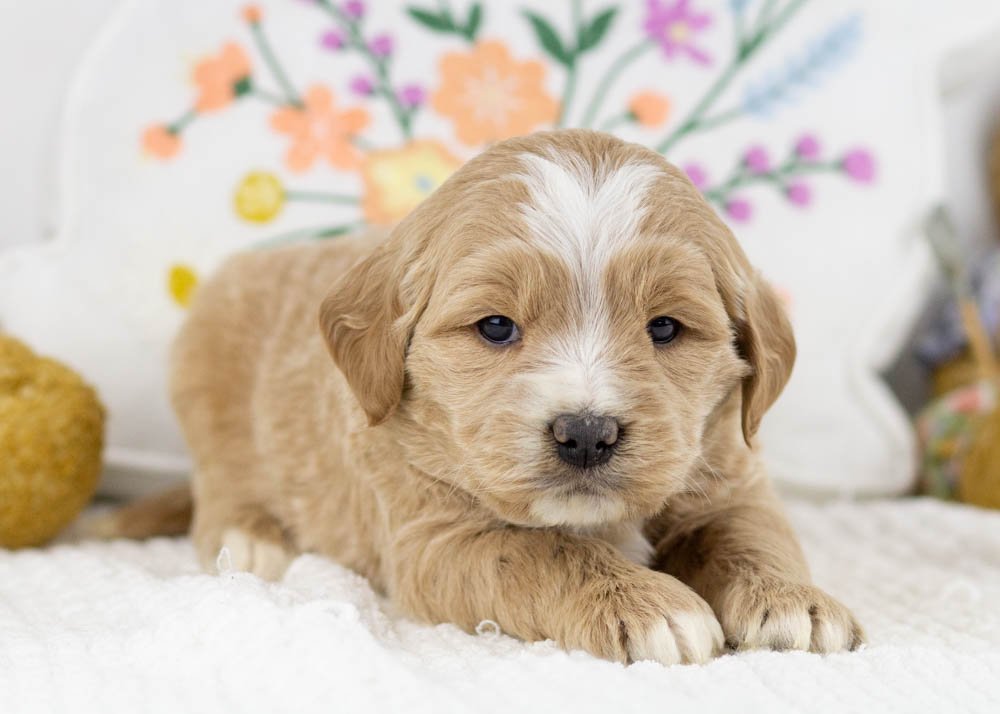 chandler goldendoodle for sale..jpg