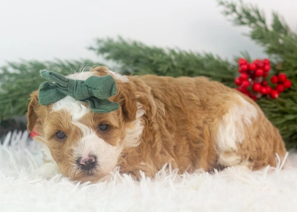 Denalli goldendoodle for sale(3).jpg