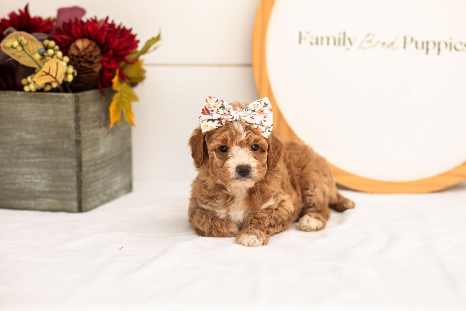 Honey goldendoodle for sale(4).jpg