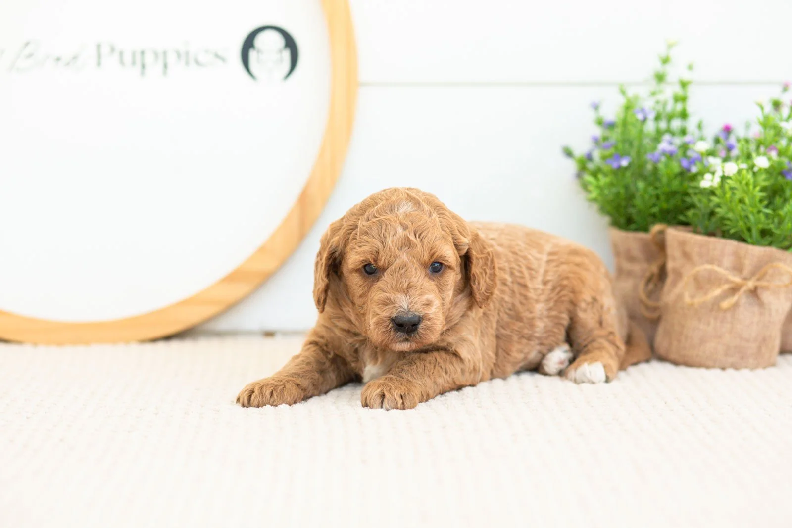 Breeze golendoodle for sale.jpg