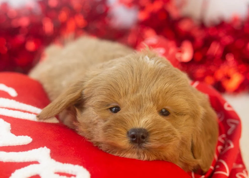 will goldendoodle for sale(2).jpg