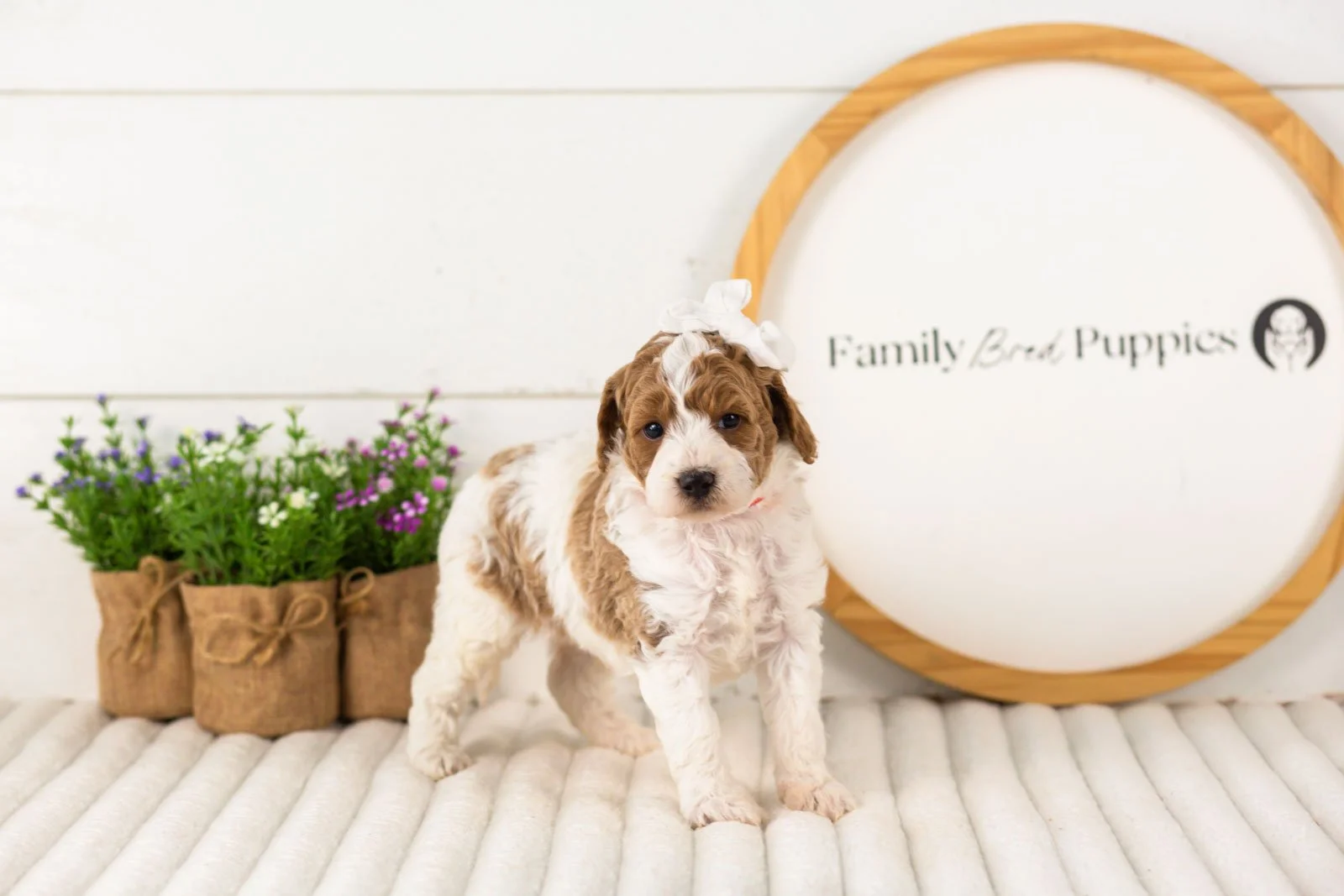 Lucy goldendoodle for sale(3).jpg