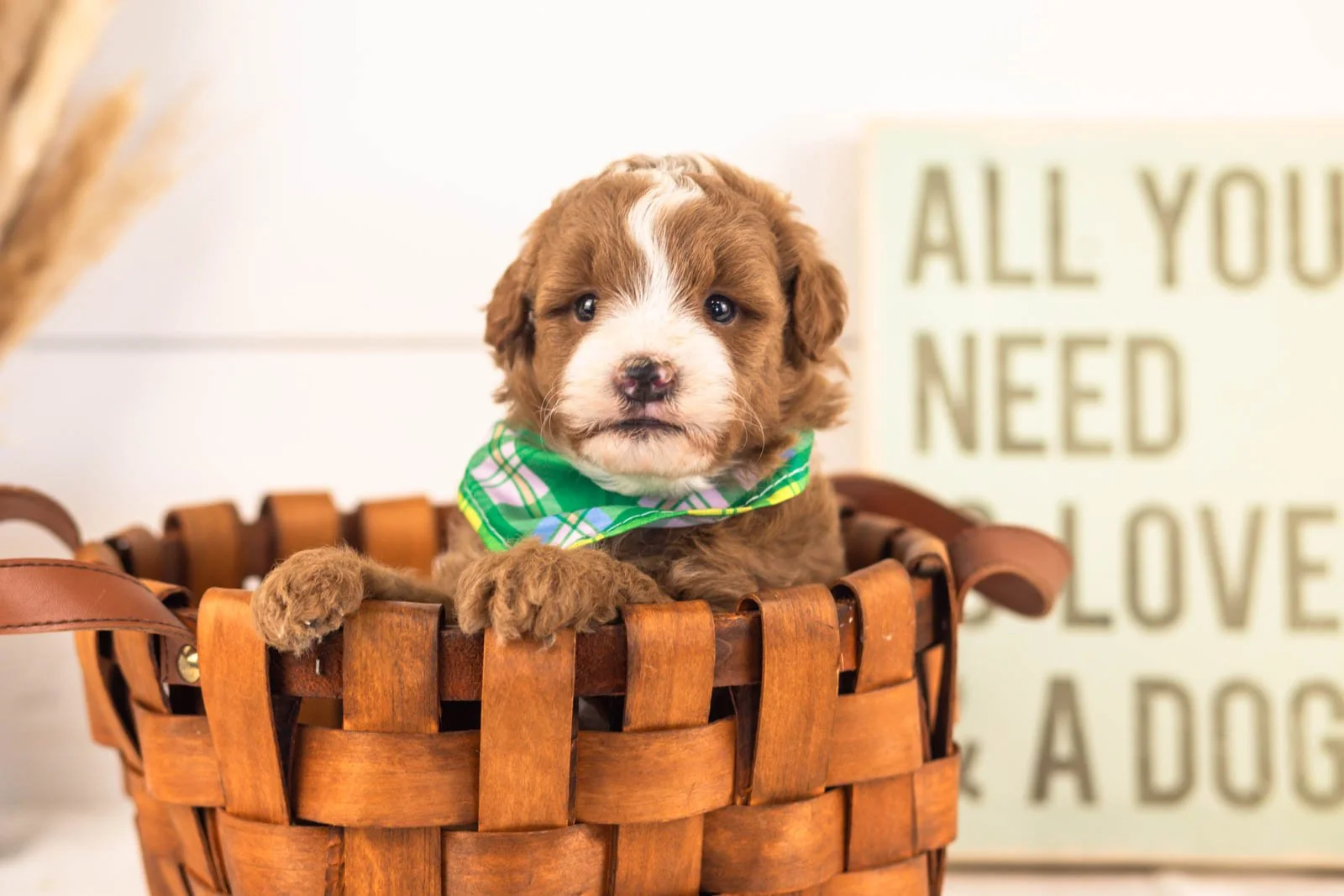 Inigo goldendoodle for sale(3).jpg