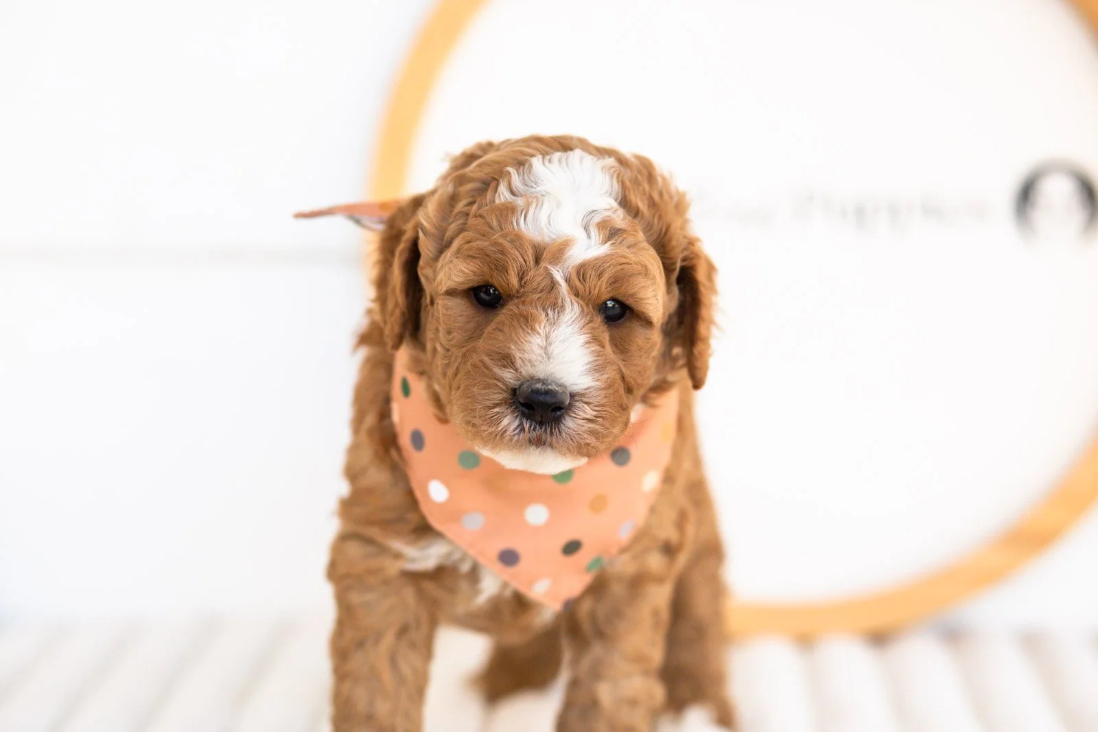 carson goldendoodle for sale(1).jpg