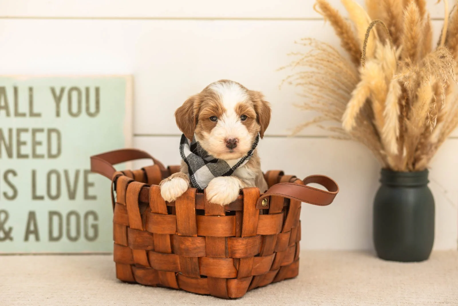 Sparrow goldendoodle for sale.jpg