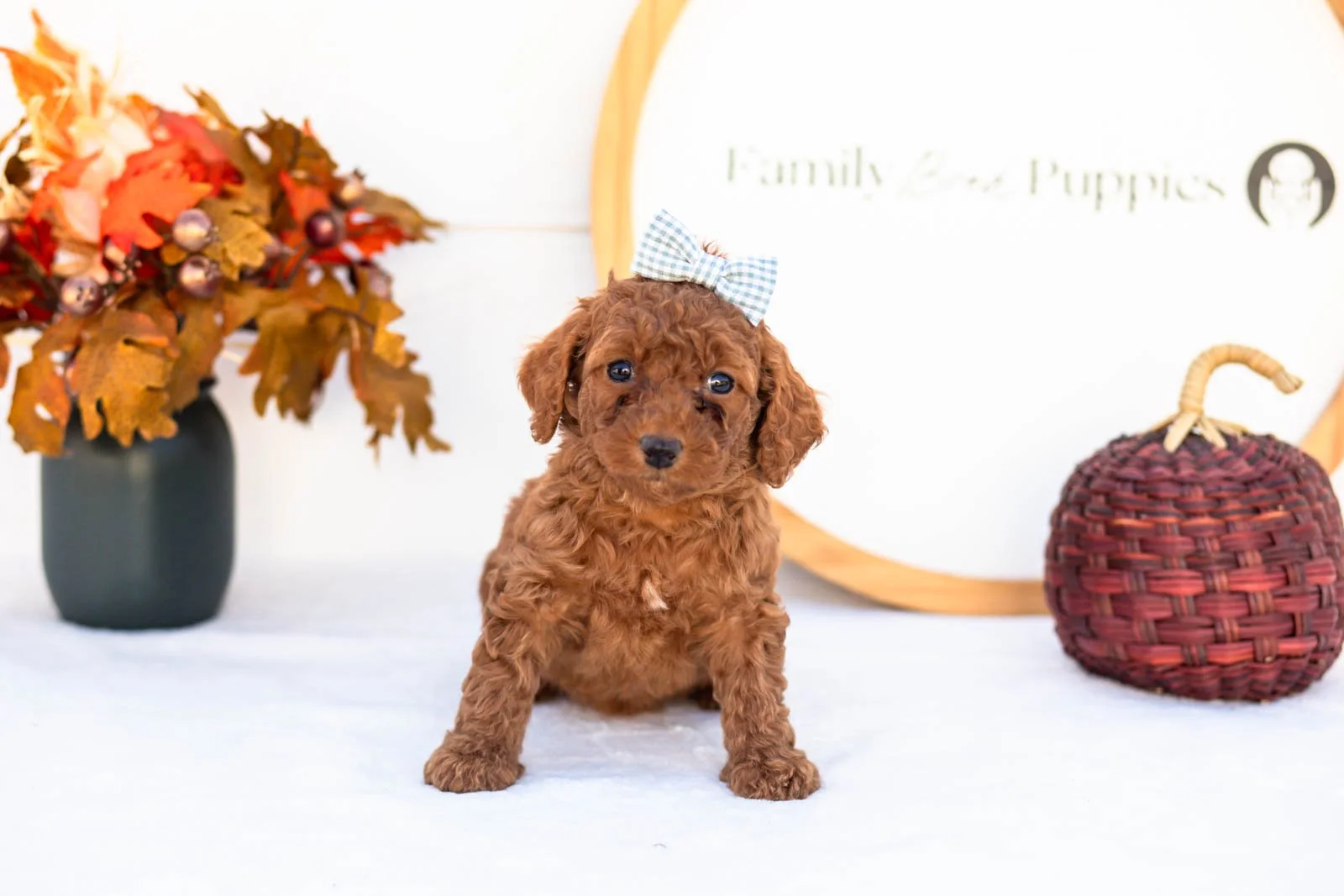 Esther goldendoodle for sale 3.jpg
