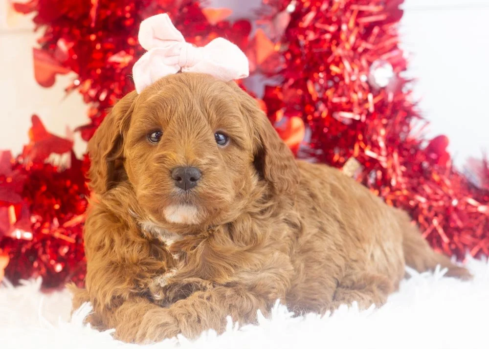 goldendoodles for sale