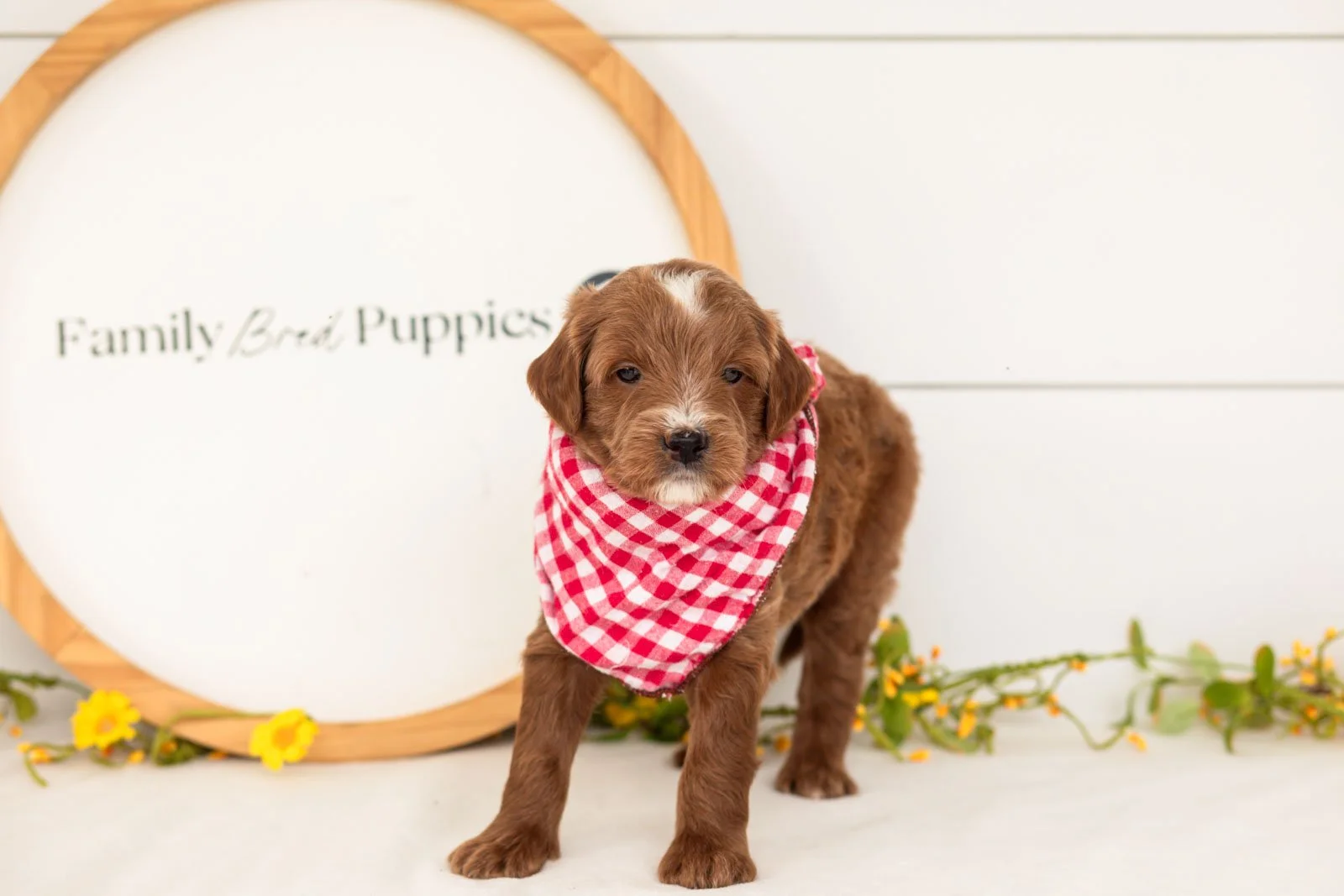 Jolt goldendoodle for sale(1).jpg