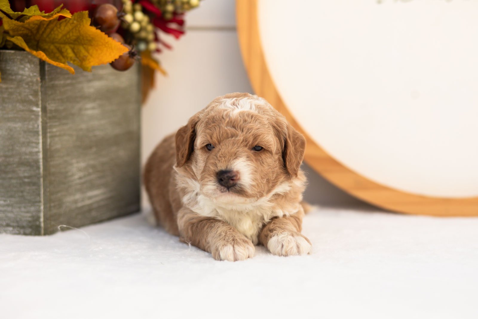 Red Delicious goldendoodle for sale.jpg