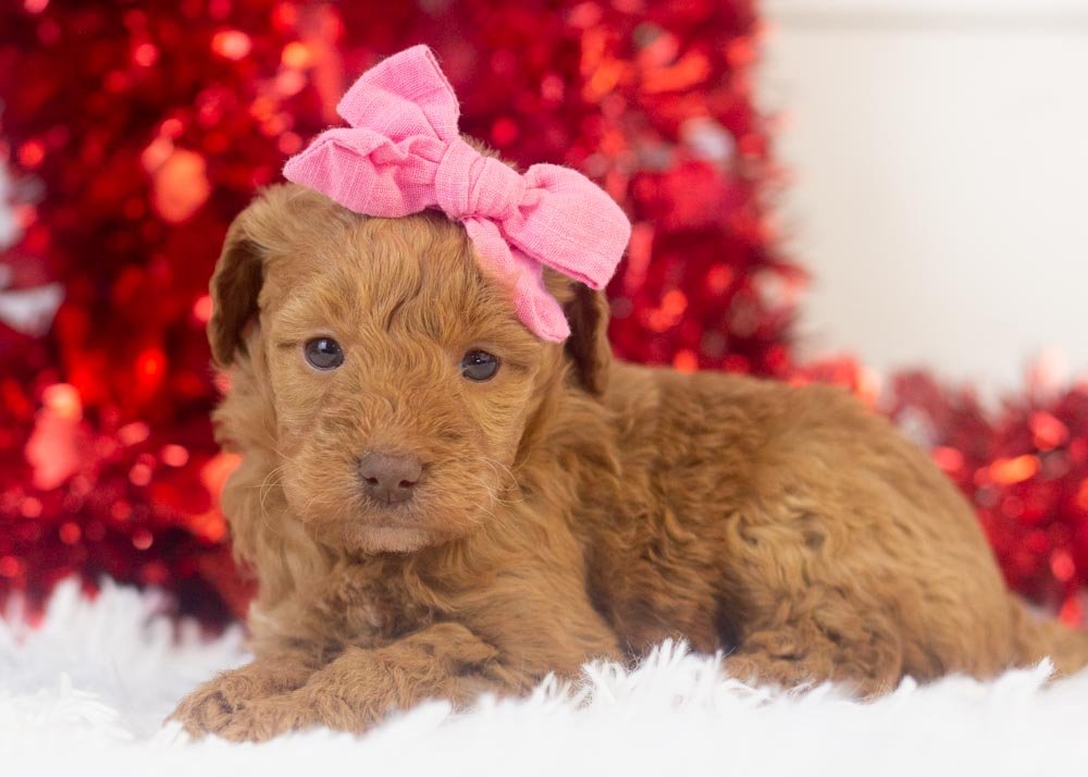 Virginia goldendoodle for sale.jpg