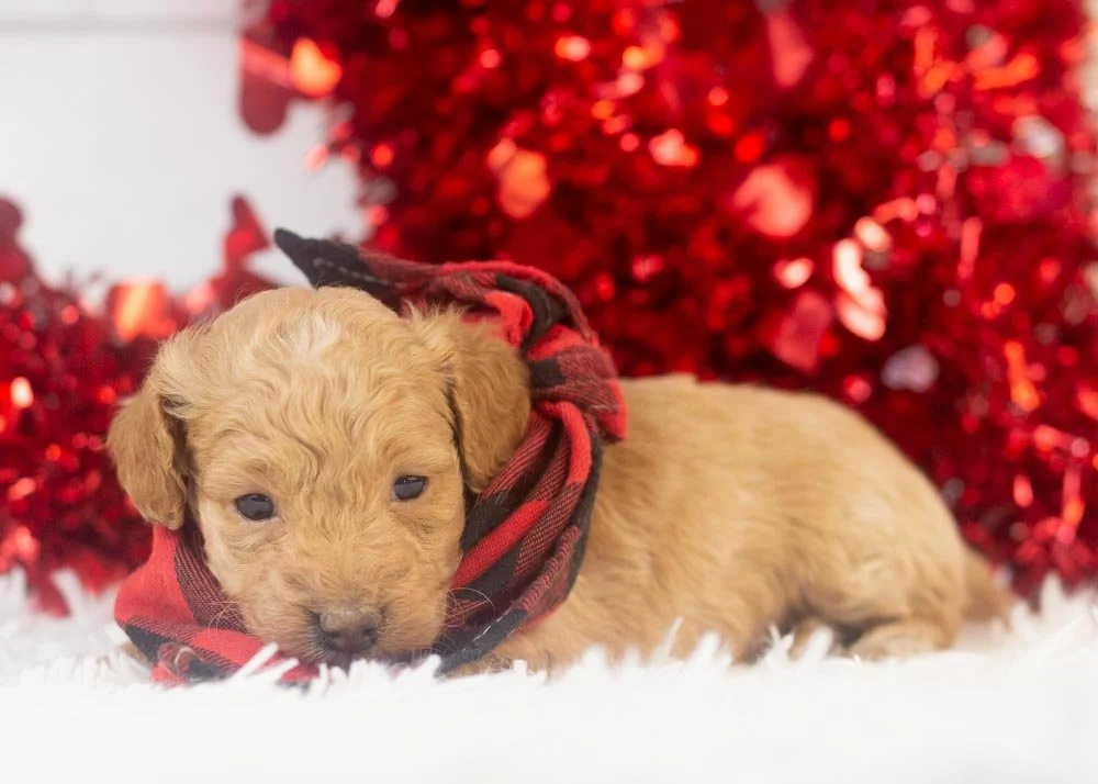 Vermont goldendoodle for sale.jpg