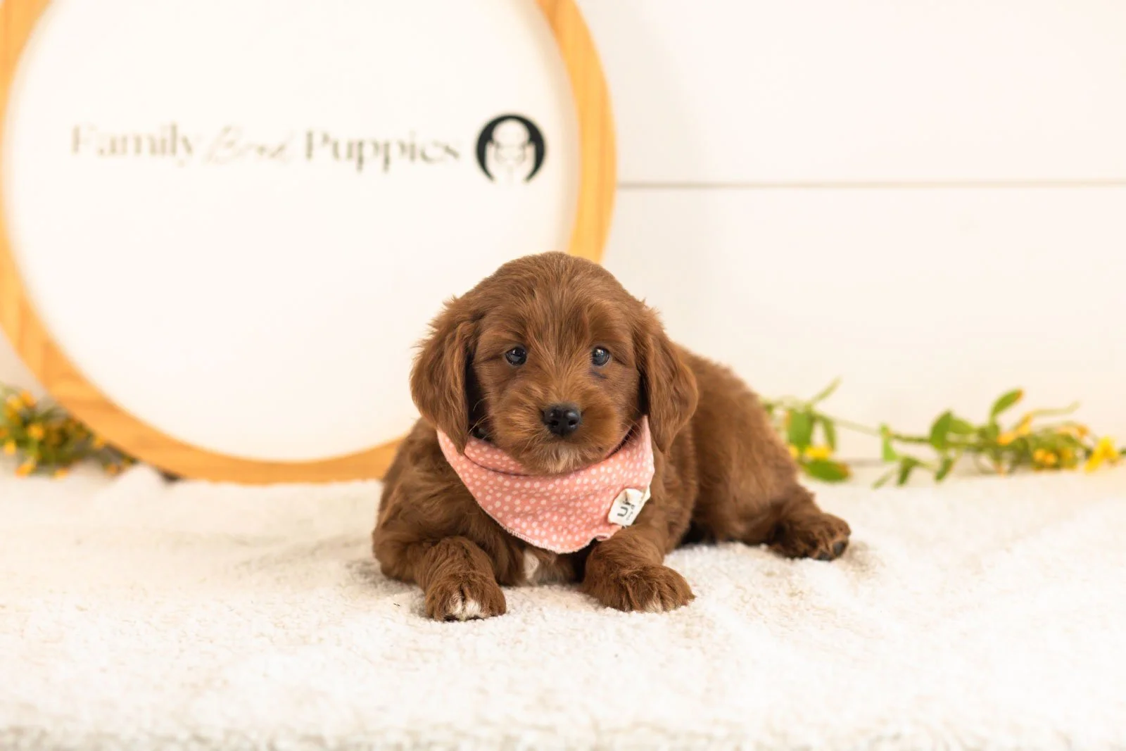 Nalu goldendoodle for sale(1).jpg