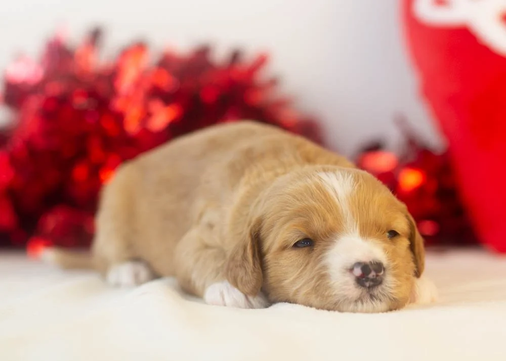 Paul goldendoodle for sale(2).jpg