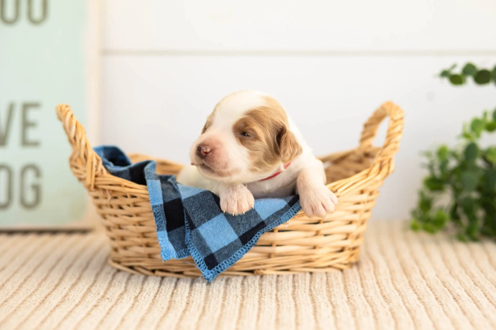 Pamir goldendoodle for sale(2).jpg