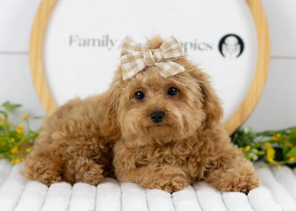 Olive goldendoodle for sale(1).jpg