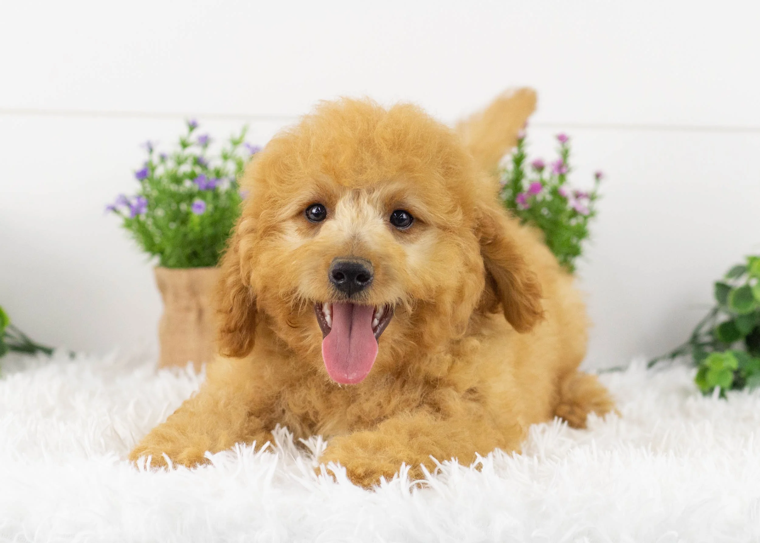 Frankie Goldendoodle for sale(1).jpg