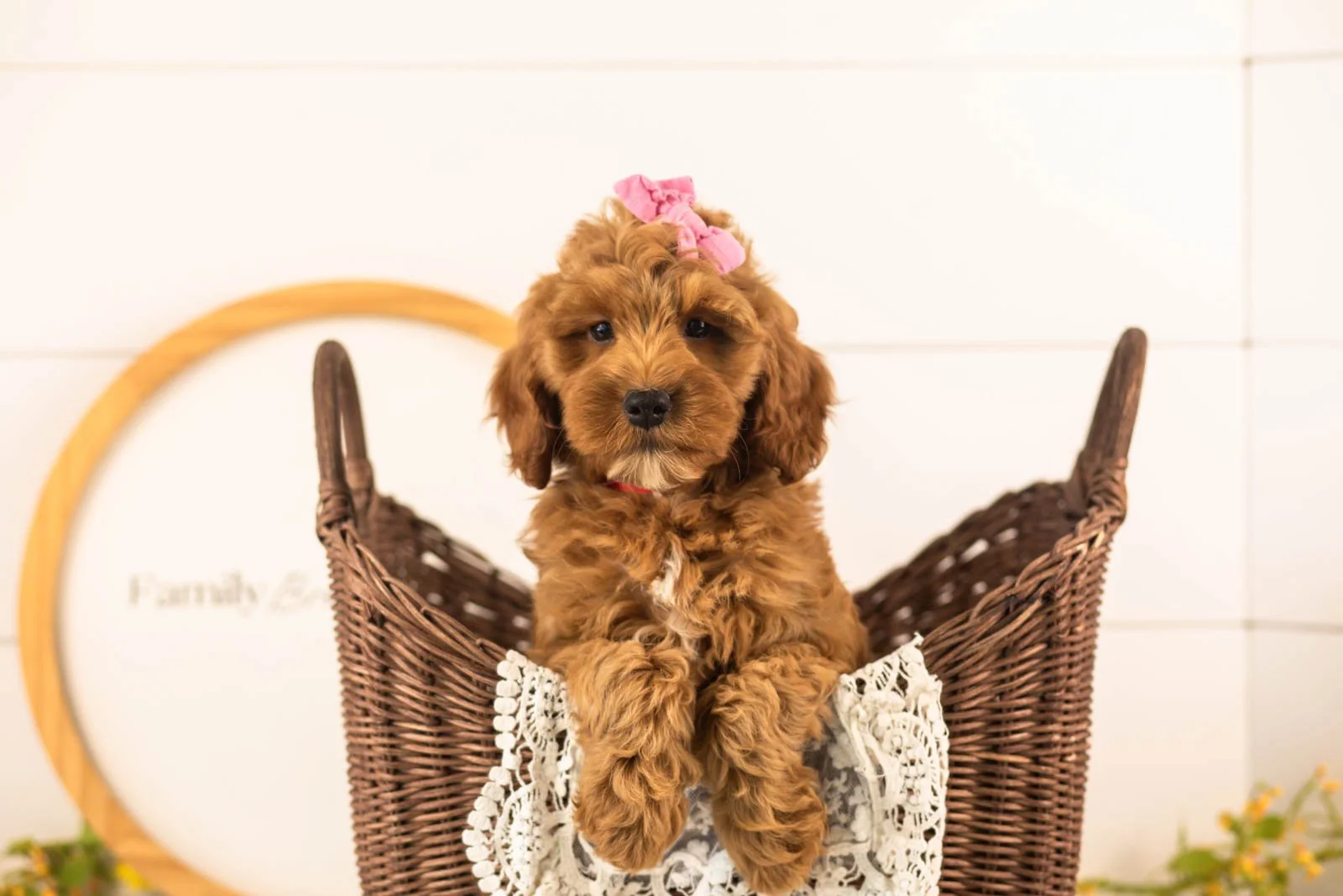 Angel goldendoodle for sale(3).jpg