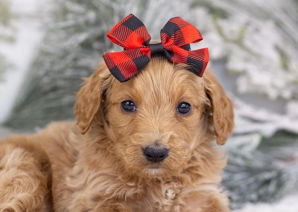 goldendoodle for sale