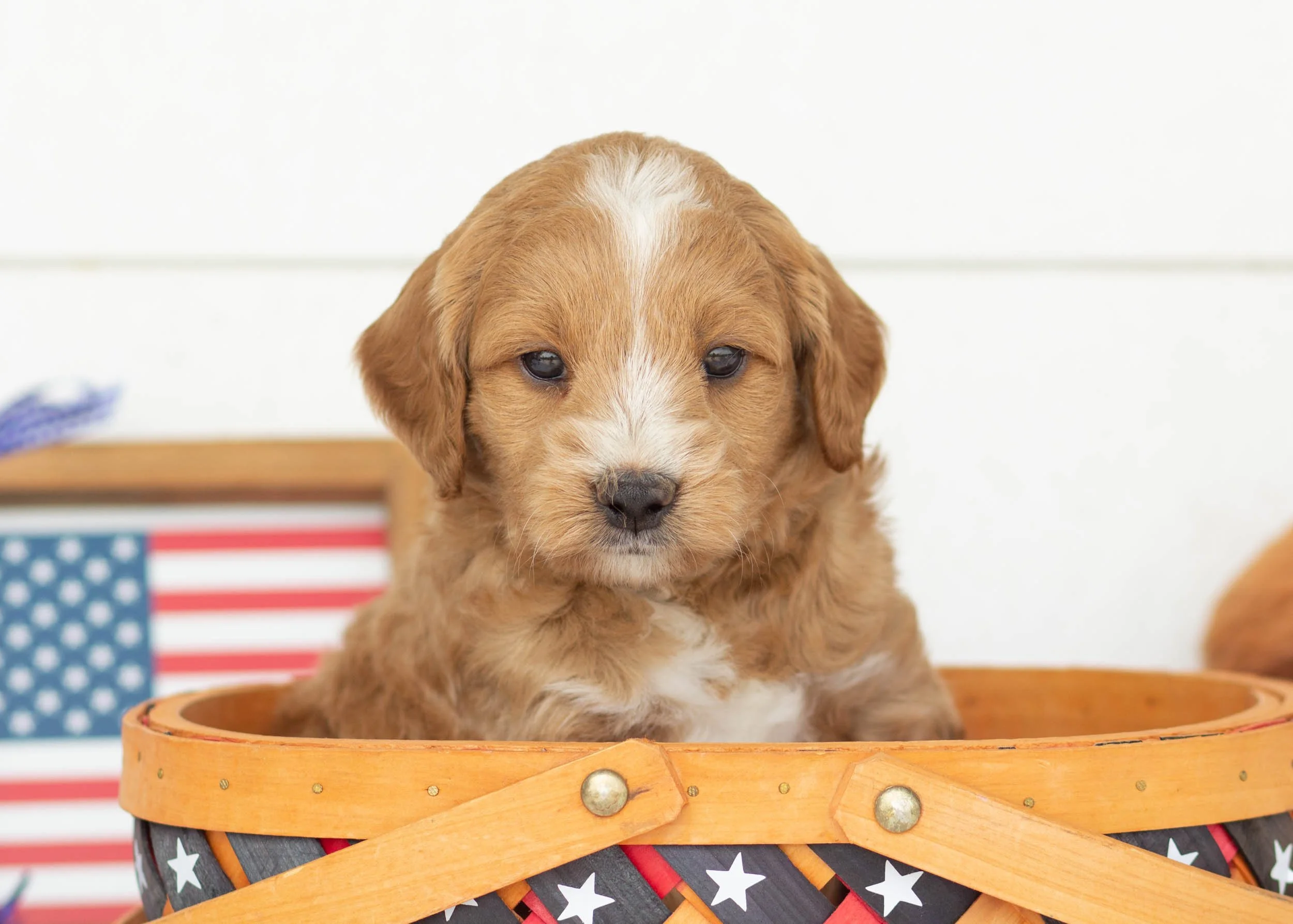 Phoenix Goldendoodle For Sale(3).jpg