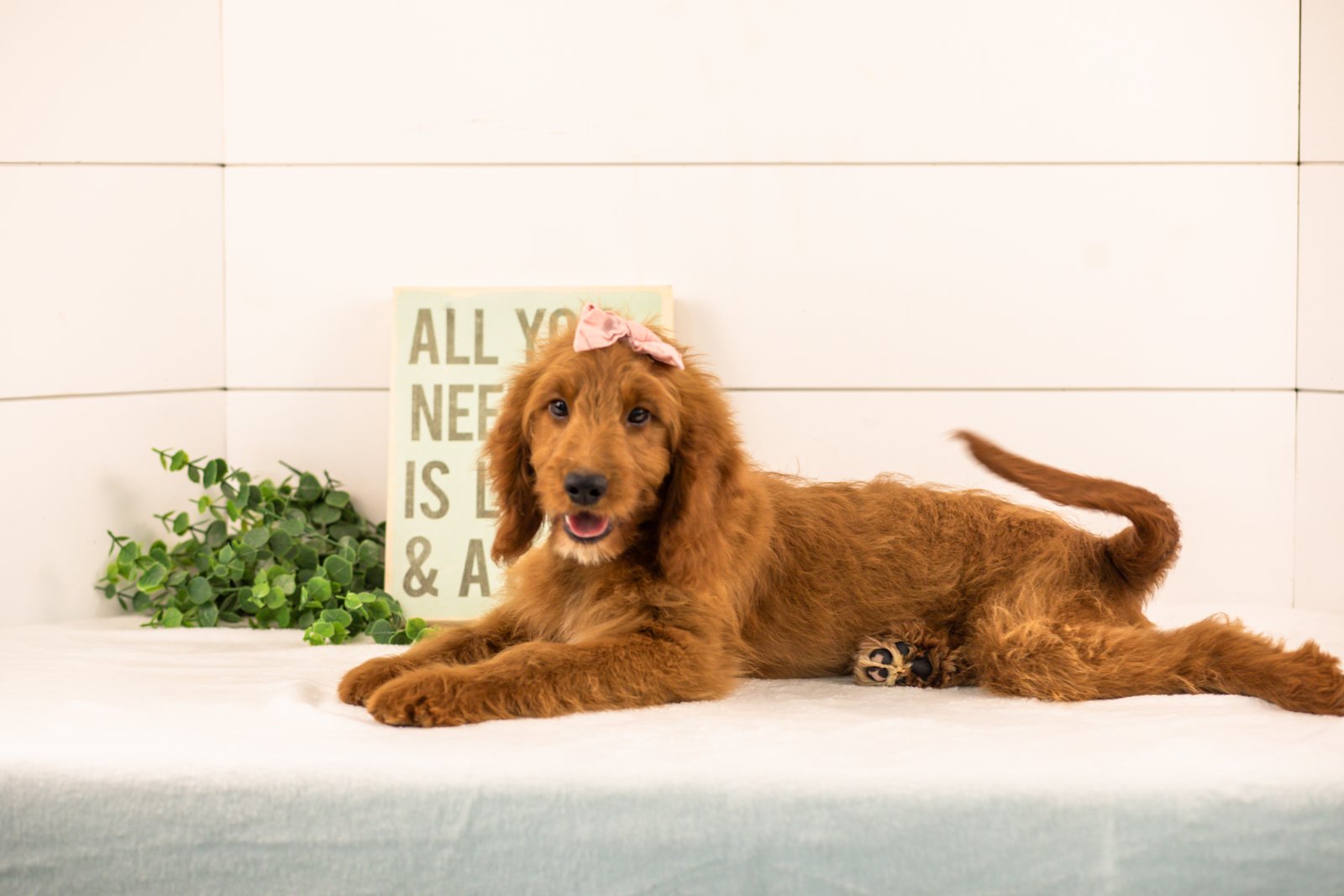 Eliza goldendoodle for sale(1).jpg