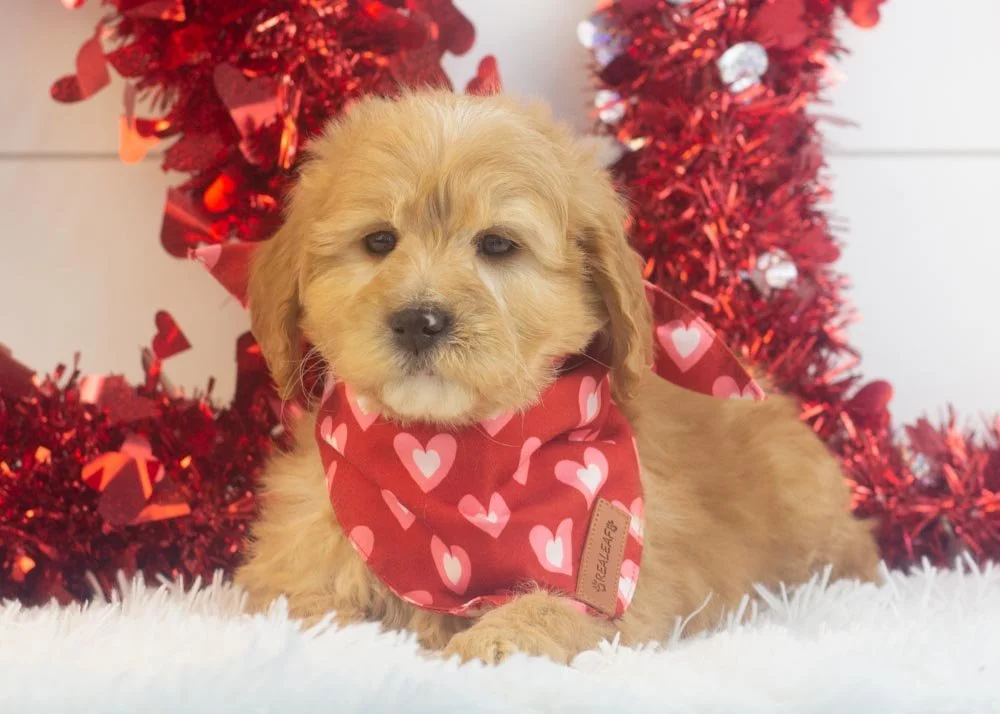 goldendoodle for sale