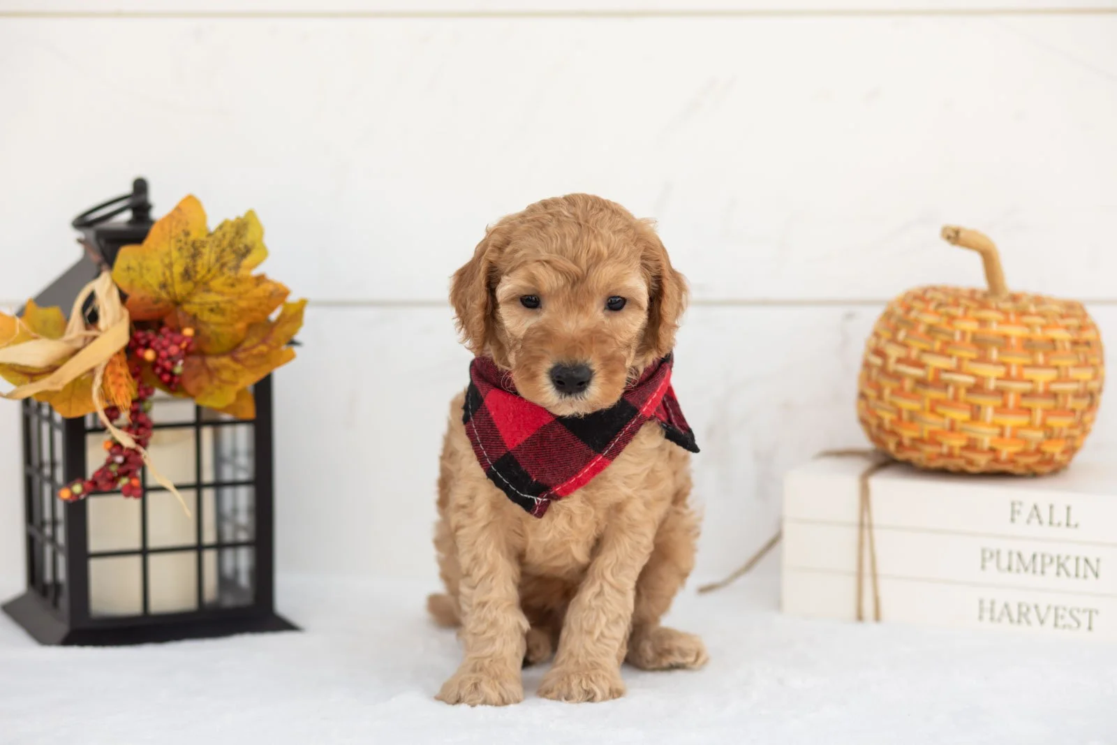 Jasper goldendoodle for sale 4.jpg
