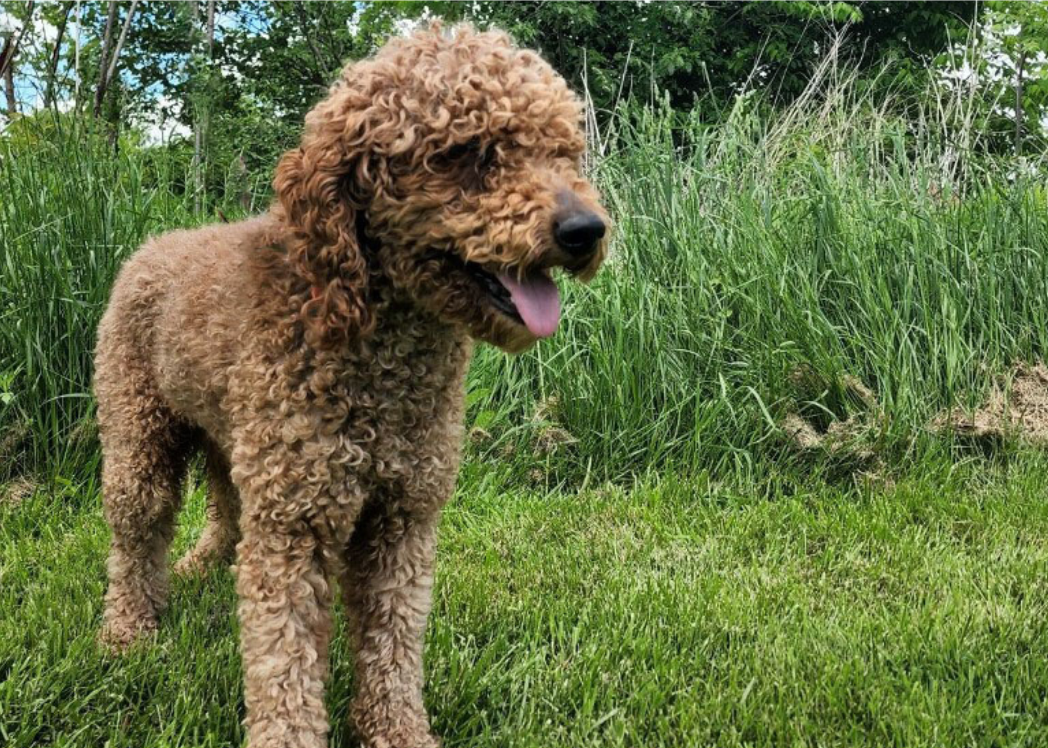 dad poodle