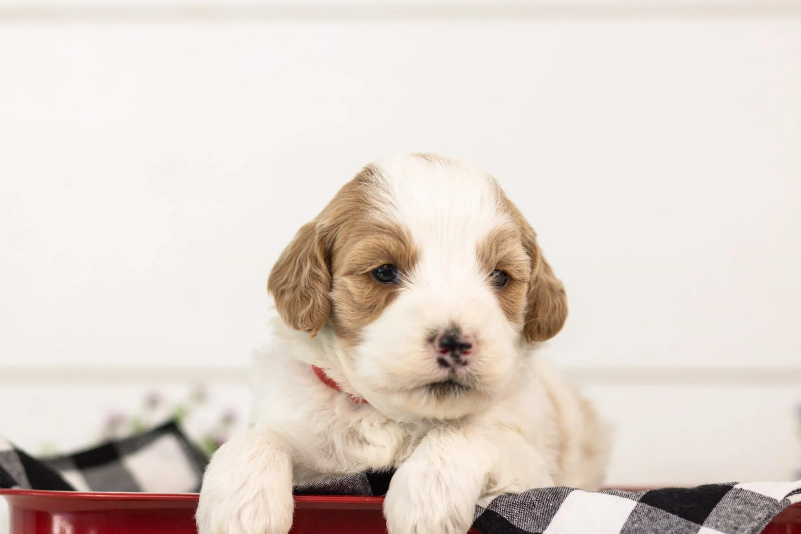 Dominic goldendoodle for sale(4).jpg