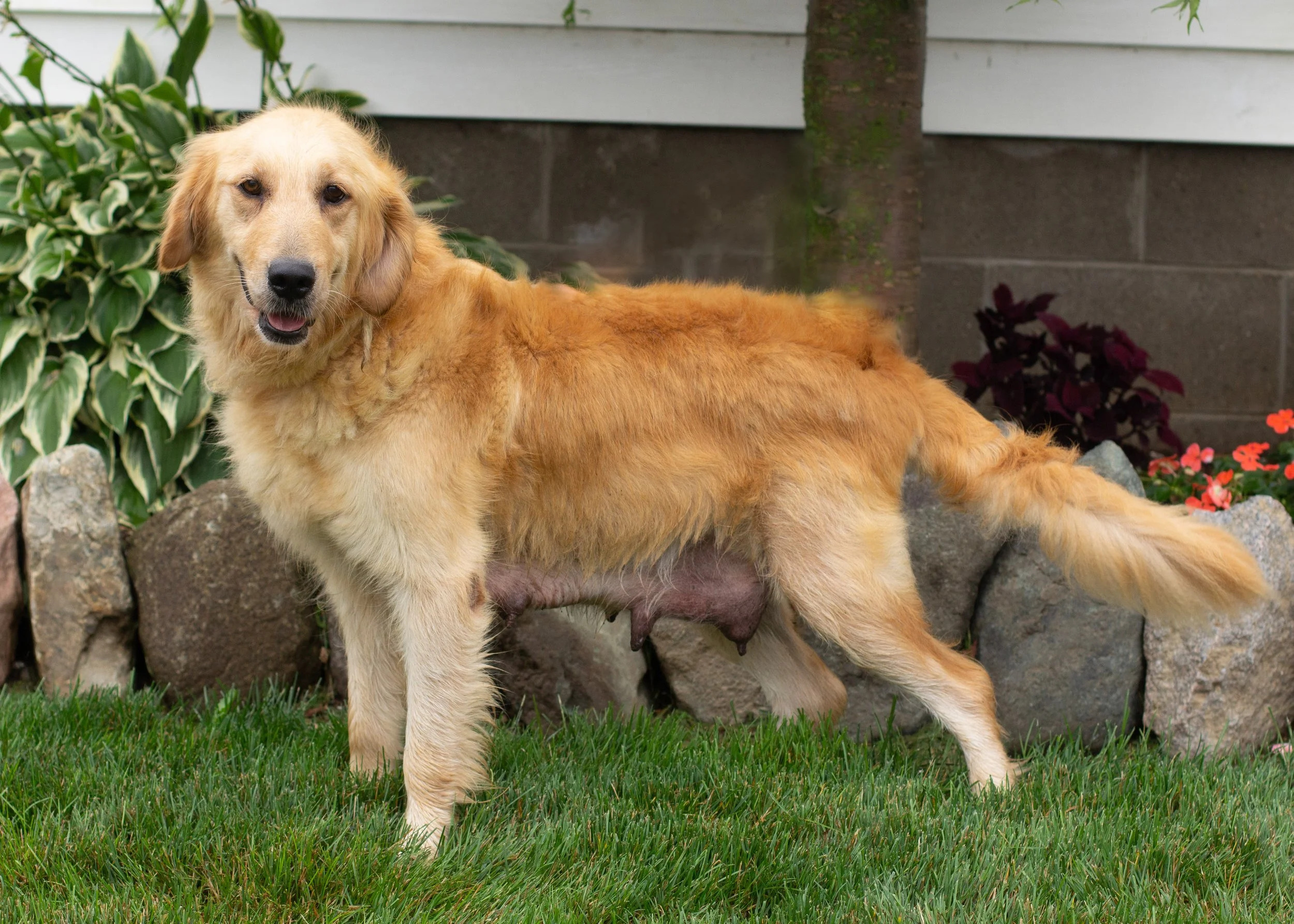 mom golden