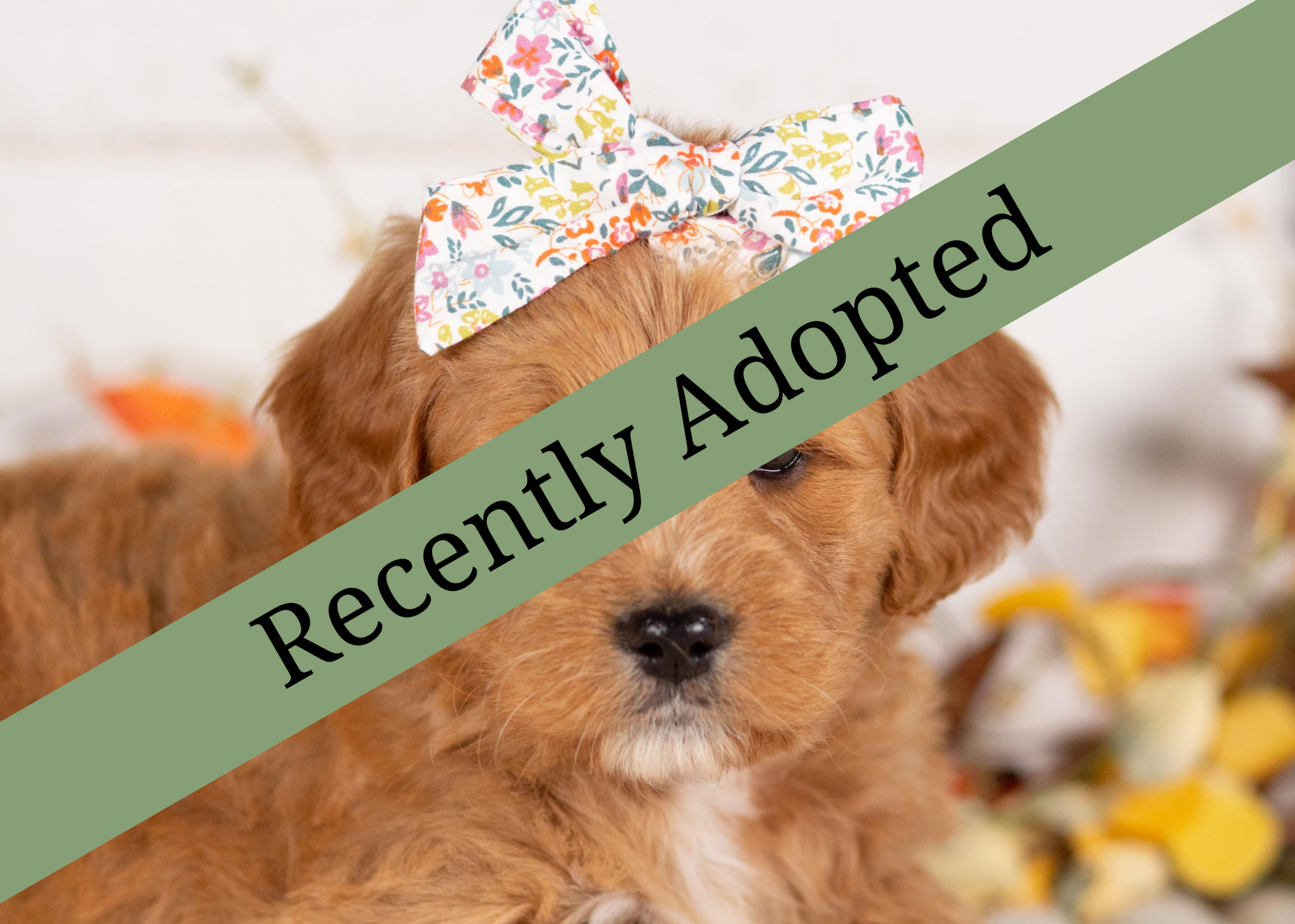 goldendoodle for sale