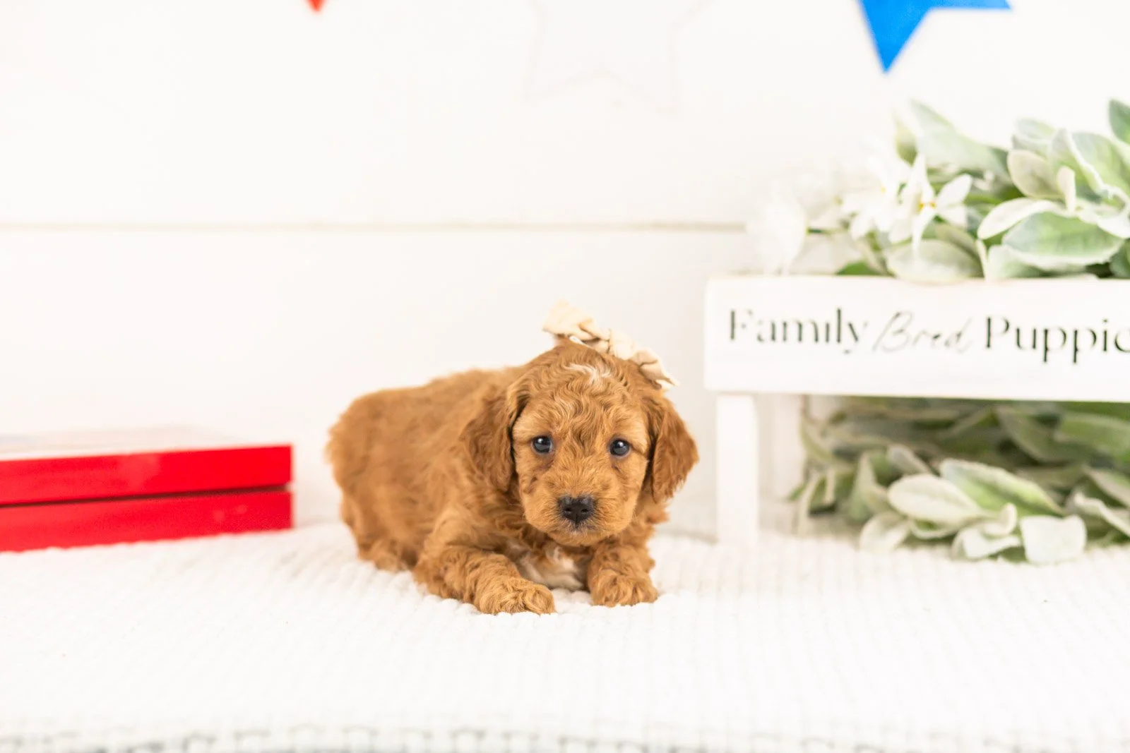 lisa goldendoodle for sale(3).jpg